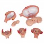 Série de grossesse 3B Scientific®, 5 modèles 