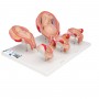 Série de grossesse 3B Scientific®, 5 modèles 