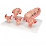 Série de grossesse 3B Scientific®, 5 modèles 
