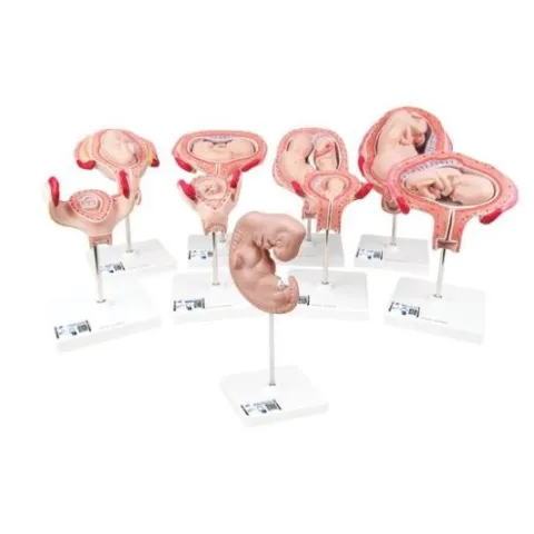 Série de grossesse de luxe 3B Scientific®, 9 Modèles