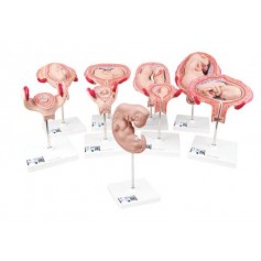 Serie de grossesse de luxe 3B Scientific, 9 Modeles