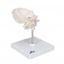 Atlas et axis avec squame occipitale assemblés, sans socle 