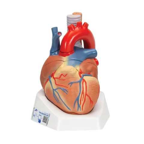 Coeur, en 7 parties