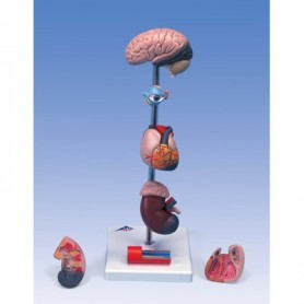 Modèle d'hypertension, en 7 parties 