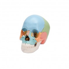 Crâne didactique articulé 3B scientific couleur 