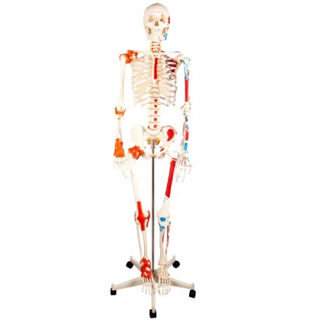 Squelette anatomique ecopro 2
