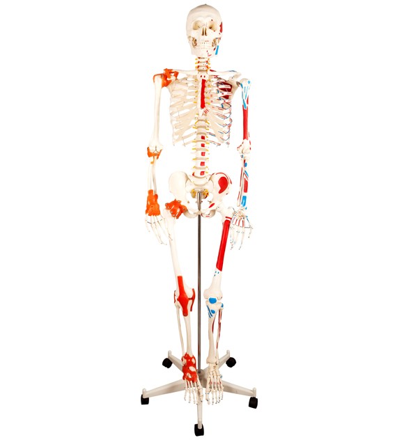 squelette humain à vendre livraison gratuite prix intéressant