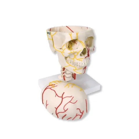 Crâne neurovasculaire