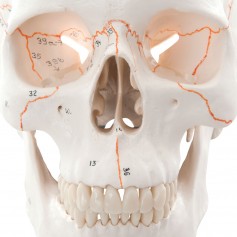 Crâne classique - 3B Smart Anatomy