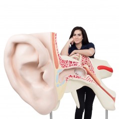 La plus grande oreille du monde, agrandie 15 fois, en 3 pcs