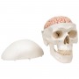 Crâne avec cerveau, en 8 parties 