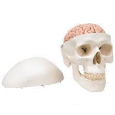 Crâne avec cerveau, en 8 parties 3B Scientific