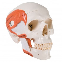 Crâne avec musculature de mastication, en 2 parties 