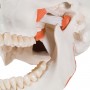 Crâne avec musculature de mastication, en 2 parties 