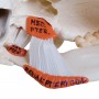 Crâne avec musculature de mastication, en 2 parties 