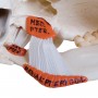 Crâne avec musculature de mastication, en 2 parties 