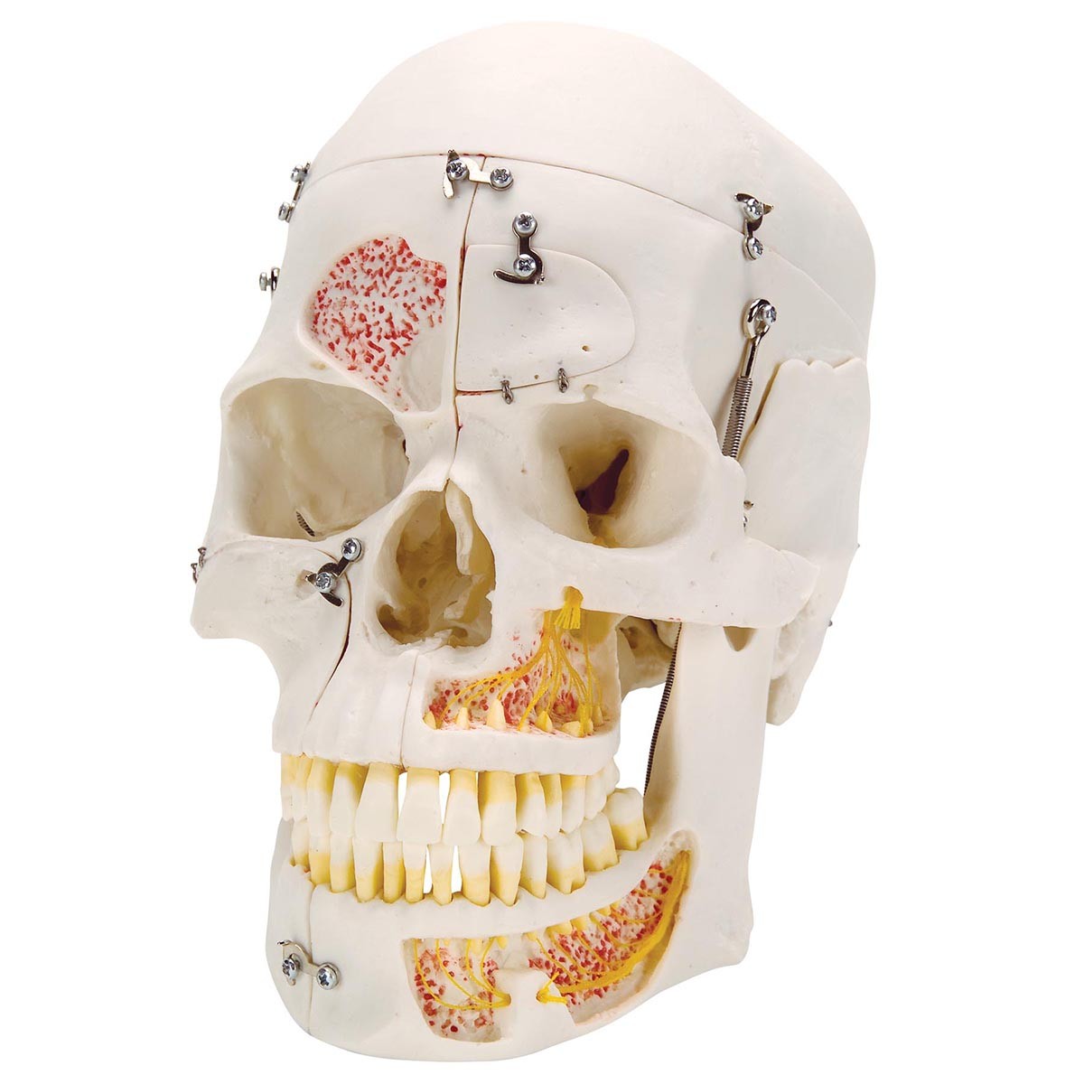 Crâne humain de démonstration de luxe, en 10 parties chez Toomedical