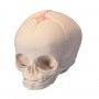 Crâne de foetus, sans support 