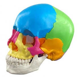 Crâne anatomique démontable