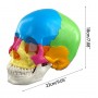 Modèle de Crâne Humain Anatomique 4D Démonté, en 22 pièces