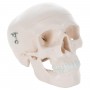 Crâne miniature, en 3 parties 