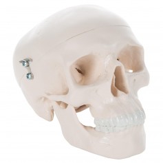 Crâne miniature 3B Scientific, en 3 parties
