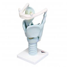 Larynx fonctionnel, agrandi 3 fois 