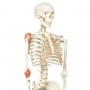 Léo, le squelette avec ligaments, sur support à 5 roulettes 
