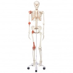 Le squelette anatomique Leo avec ligaments articulaires sur pied métallique à 5 roulettes