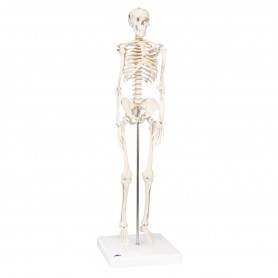 Mini-squelette "Shorty", sur socle 