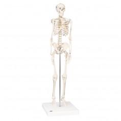 Mini squelette humain Shorty sur socle chez Toomedical