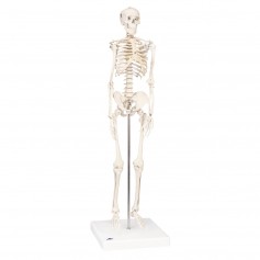 Mini-squelette "Shorty", sur socle 