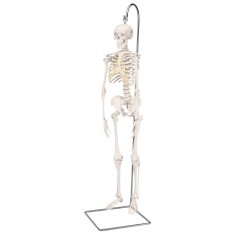 Mini-squelette d'anatomie "Shorty", suspendu sur support