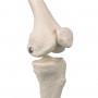 Mini-squelette "Shorty", suspendu (sur support) 