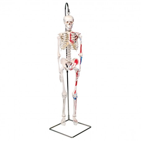 Mini-squelette humain Shorty avec muscles peints sur support chez Toomed