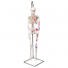 Mini squelette humain "Shorty" avec muscles peints, sur support