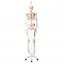 Squelette classique Max avec représentation des muscles 