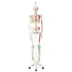 Squelette anatomie classique Max avec représentation des muscles