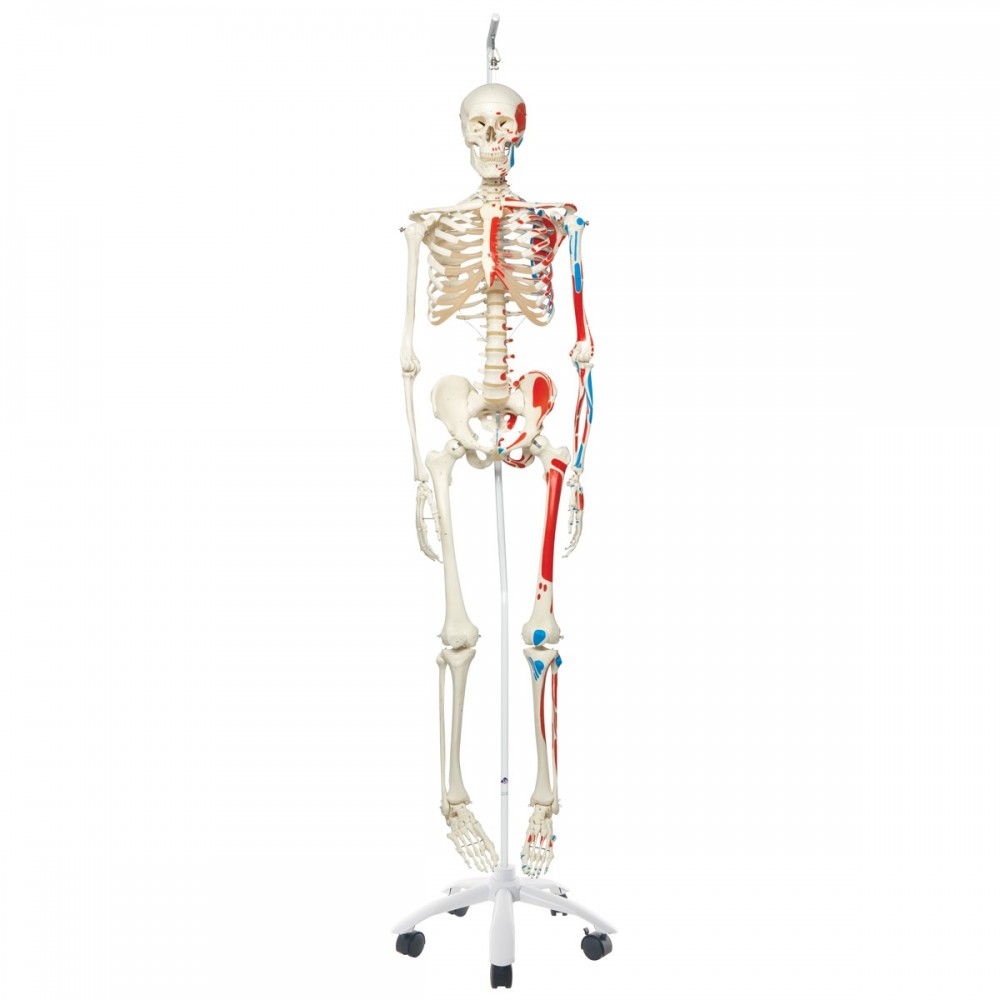 Squelette anatomie Max, sur support à 5 roulettes chez Toomedical