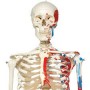 Squelette classique Max avec représentation des muscles 