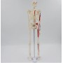Mini squelette anatomique humain 45cm