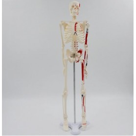 Mini squelette anatomique humain 45cm