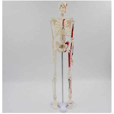 Mini squelette Patrick | Teamalex Medical