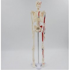 Mini squelette anatomique humain 45cm