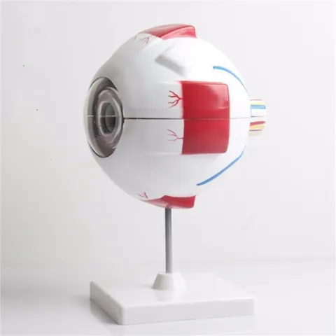 Modèle d'oeil agrandi en 6 parties