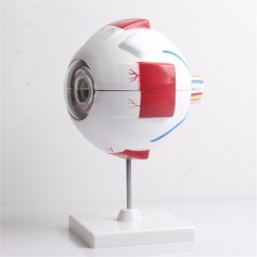 Modèle d'oeil agrandi en 6 parties
