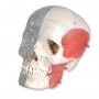 Crâne avec structures osseuses 