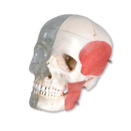Crâne avec structures osseuses 
