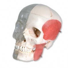 Crâne avec structures osseuses 3B Scientific