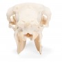 Crâne de mouton (Ovis aries), femelle, modèle préparé